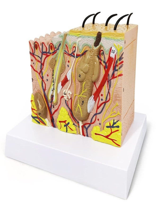 EVOTECH SCIENTIFIC Skin Anatomical Model, 35X Enlarged Skin Layer Structure Anatomy Model with Hair for Science Classroom Study Teaching Display Medical Skin Markers - Image 2